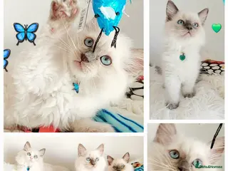 Ragdoll cats £ 450 😊😻PURE BEAUTIFUL RAGDOLL - Advert 2