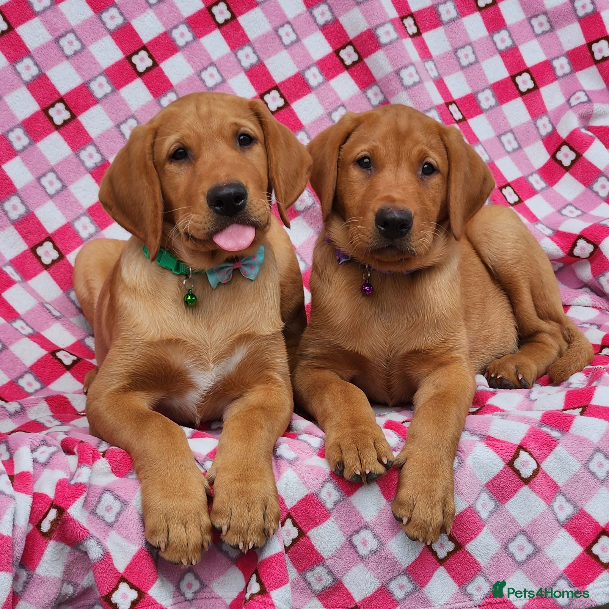Labrador Retriever dogs 🩵🩵 2 KC Reg Dark Fox Red Labrador Pups!!🩵🩵  - Advert 1