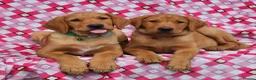 Labrador Retriever dogs for sale: 🩵🩵 2 KC Reg Dark Fox Red Labrador Pups!!🩵🩵  - Advert 1