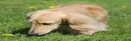 Miniature Dachshund dogs for stud:  Cream i/i long haired Miniature Dachshund  in Newton Abbot - Advert 16