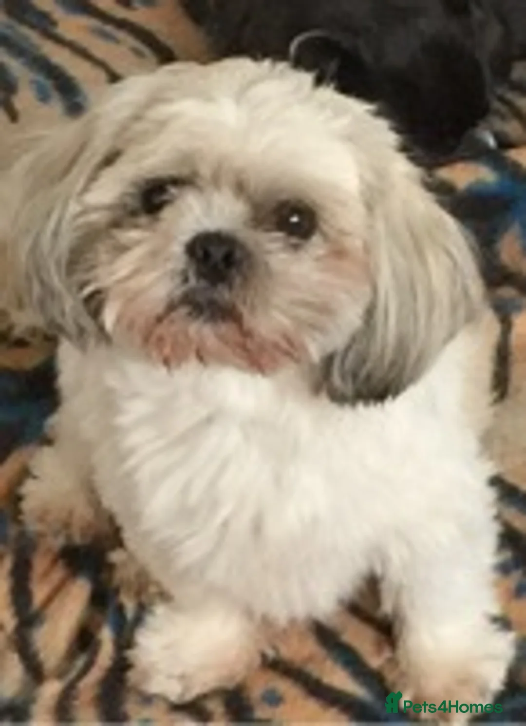 Shih Tzu dogs for stud: KC PROVEN  TINY SMALL CUTE BOY. in Mansfield - Advert 7