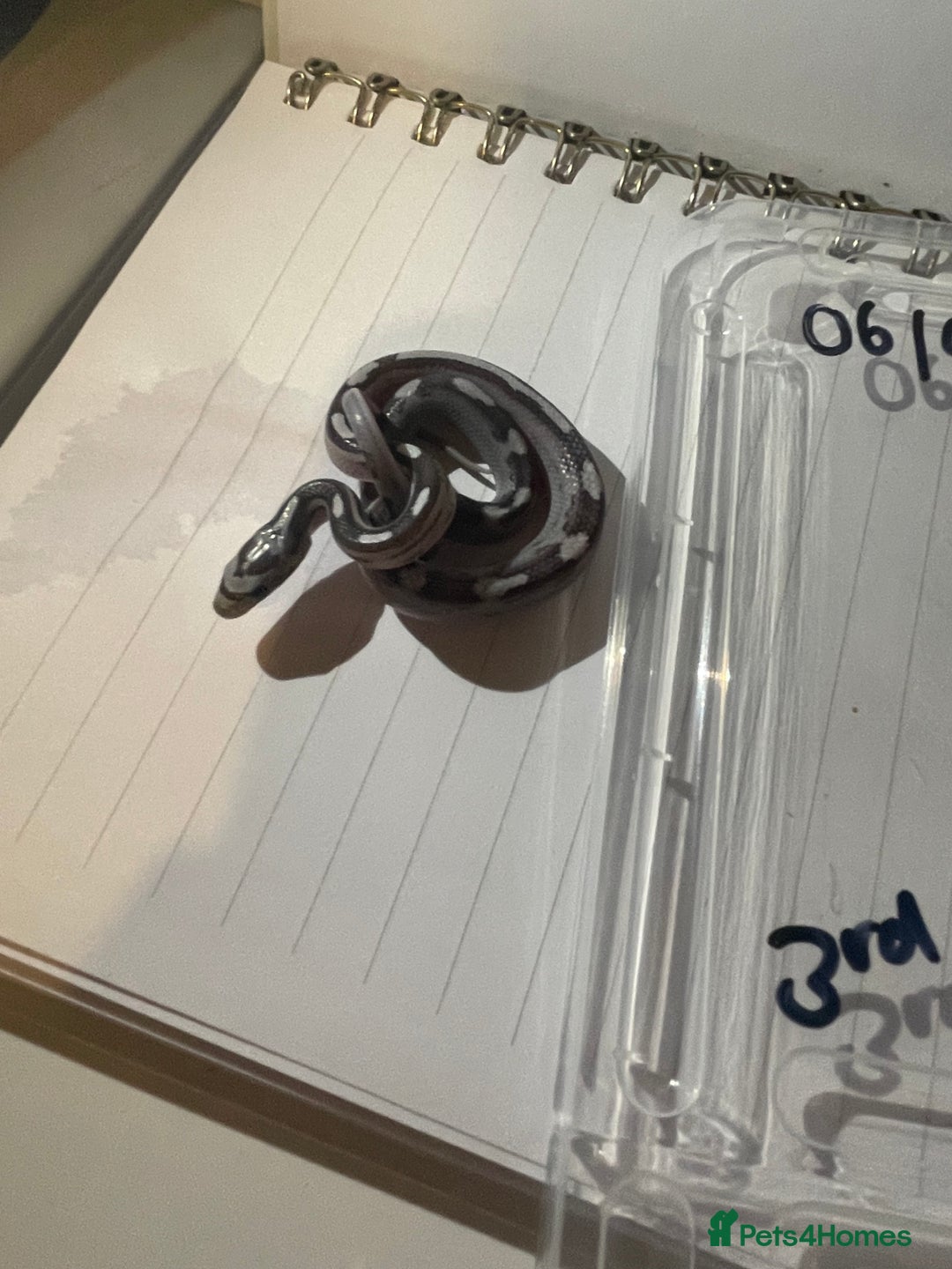 Corn Snake reptiles for sale: various baby corns avaliable  - Image 10