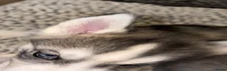 Siberian Husky dogs for sale: Stunning husky pups  - Advert 3