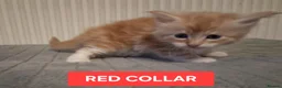 Maine Coon cats for sale: 3 GINGER MAINE COON  KITTENS in Wolverhampton - Advert 18