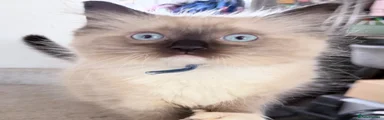 Port boy seal mitted