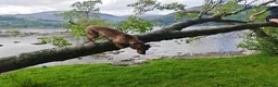 Hungarian Vizsla dogs for sale: Beautiful pedigree Hungarian vizsla litter of 9  - Advert 22