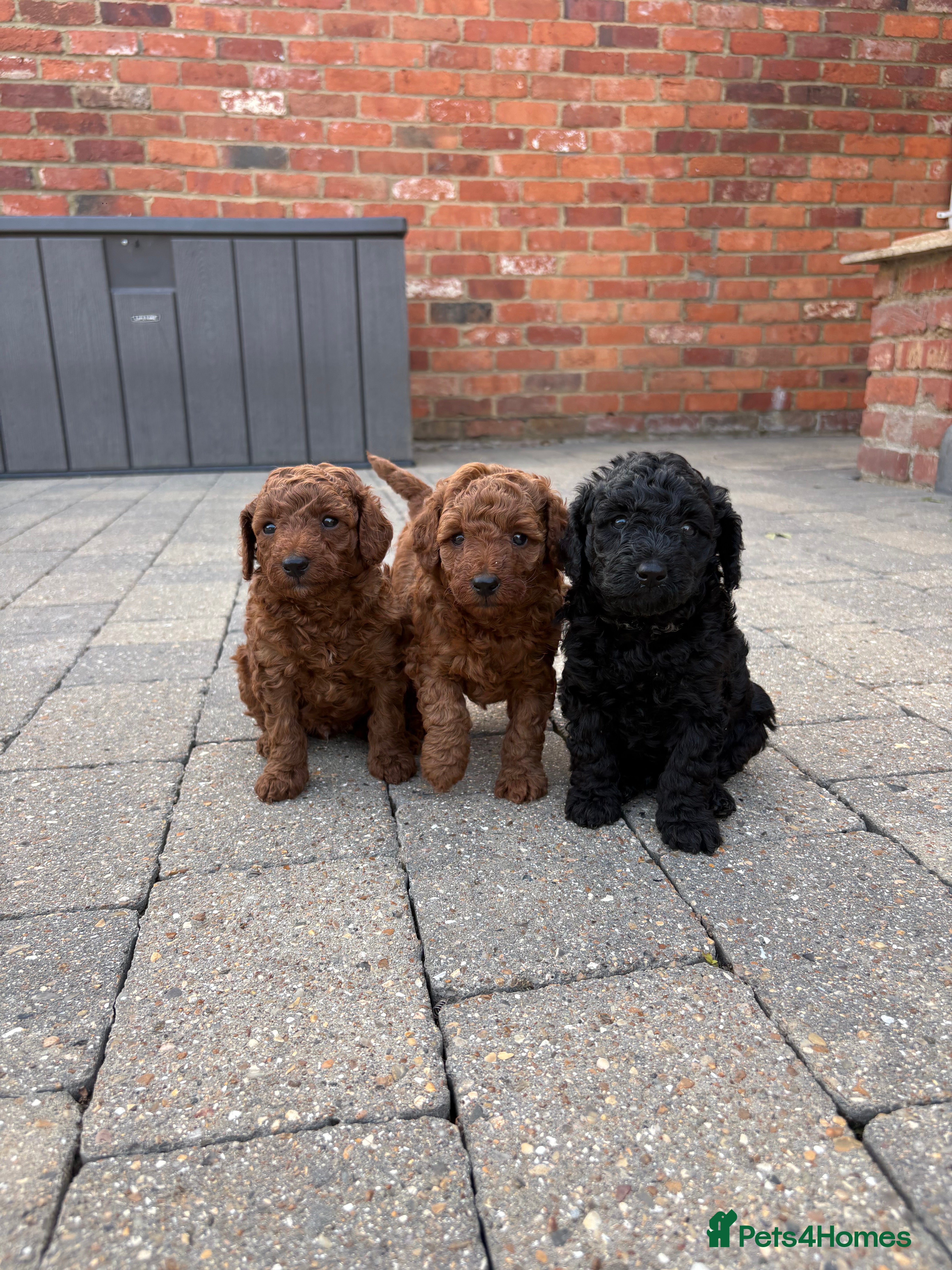 Mixed Breed dogs Beautiful toy x miniature poodle for sale 💙🩷💙 - Advert 2