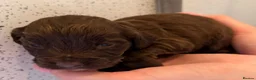 Cocker Spaniel dogs for sale: Outstanding puppies - Advert 9