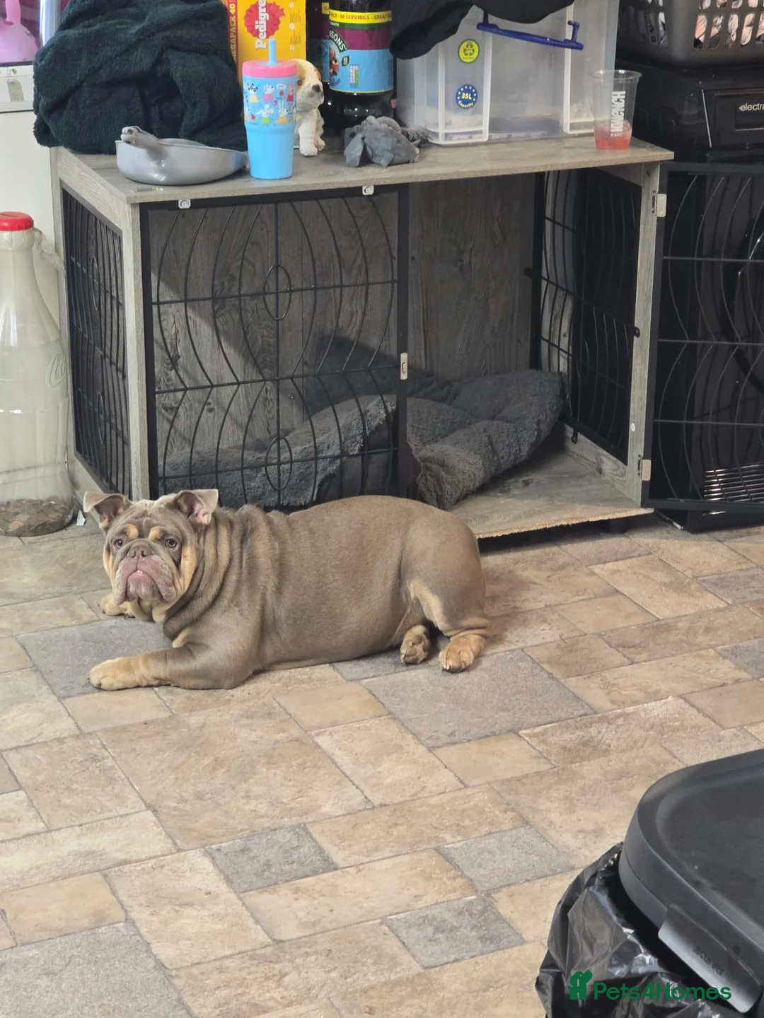 English Bulldog dogs for sale: English bulldog  - Advert 7