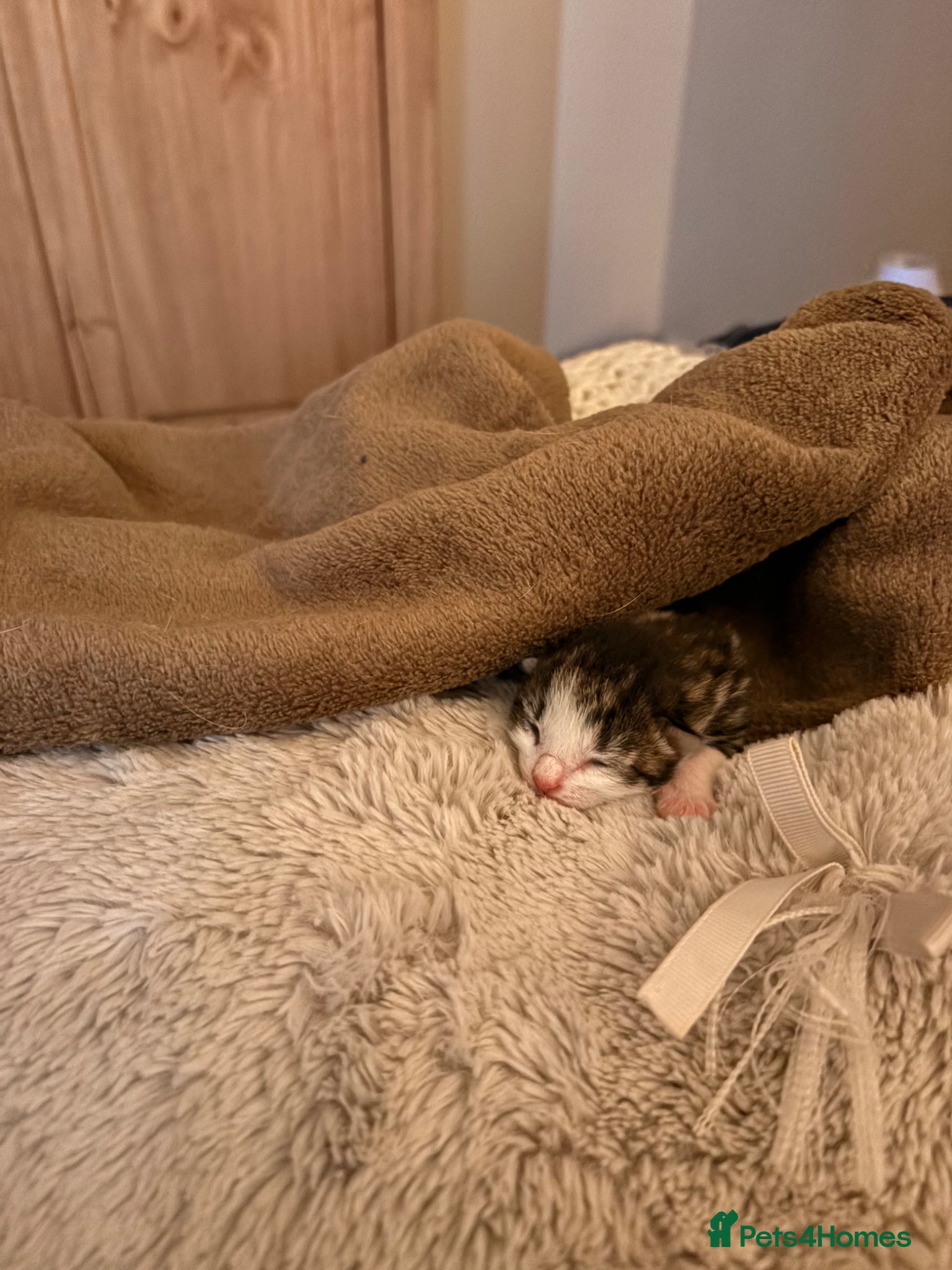 Mixed Breed cats for sale: Gorgeous kittens  in Nantwich - Advert 5