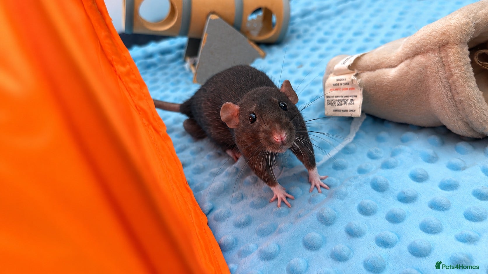 Rat rodents 2 gorgeous boys need new homes ASAP - Advert 1