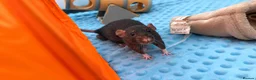 Rat rodents for sale: 2 gorgeous boys need new homes ASAP in Wickford - Advert 1
