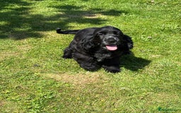 Cocker Spaniel dogs for sale: LAST BEAUTIFUL SHOW COCKER GIRL PUP  - Image 4