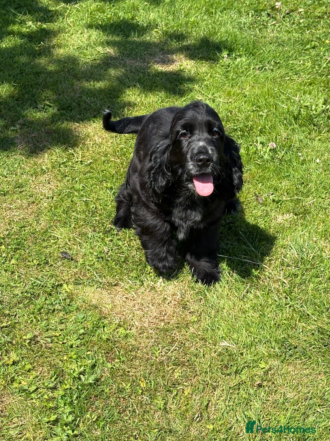 Cocker Spaniel dogs for sale: LAST BEAUTIFUL SHOW COCKER GIRL PUP  - Image 4