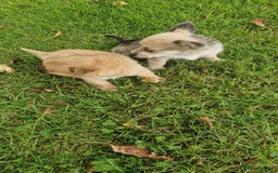 Chihuahua dogs for sale: Chihuahua puppies - Image 4