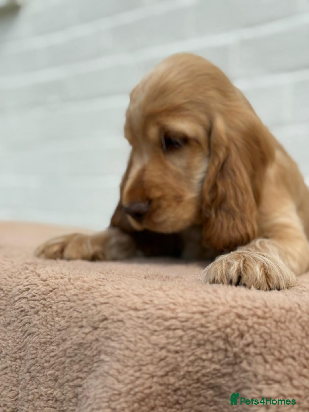 Cocker Spaniel dogs for sale: Show cocker spaniel in Bradford - Image 24