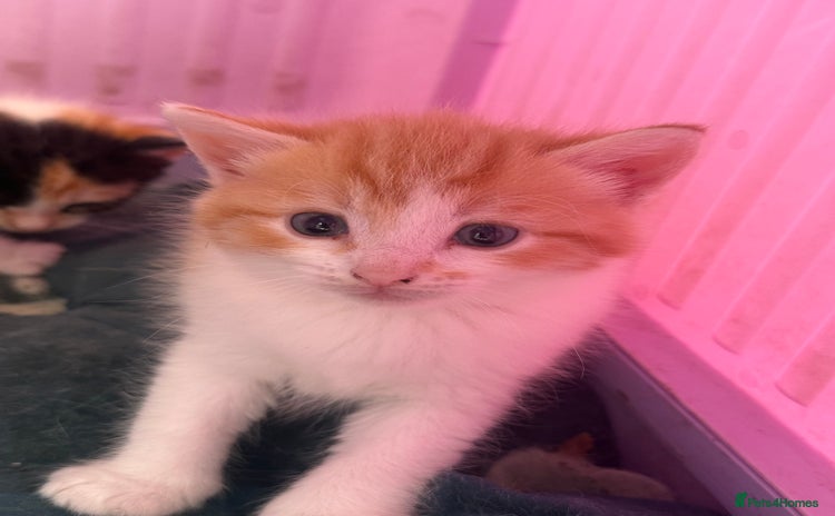 Khao Manee cats - Advert 1