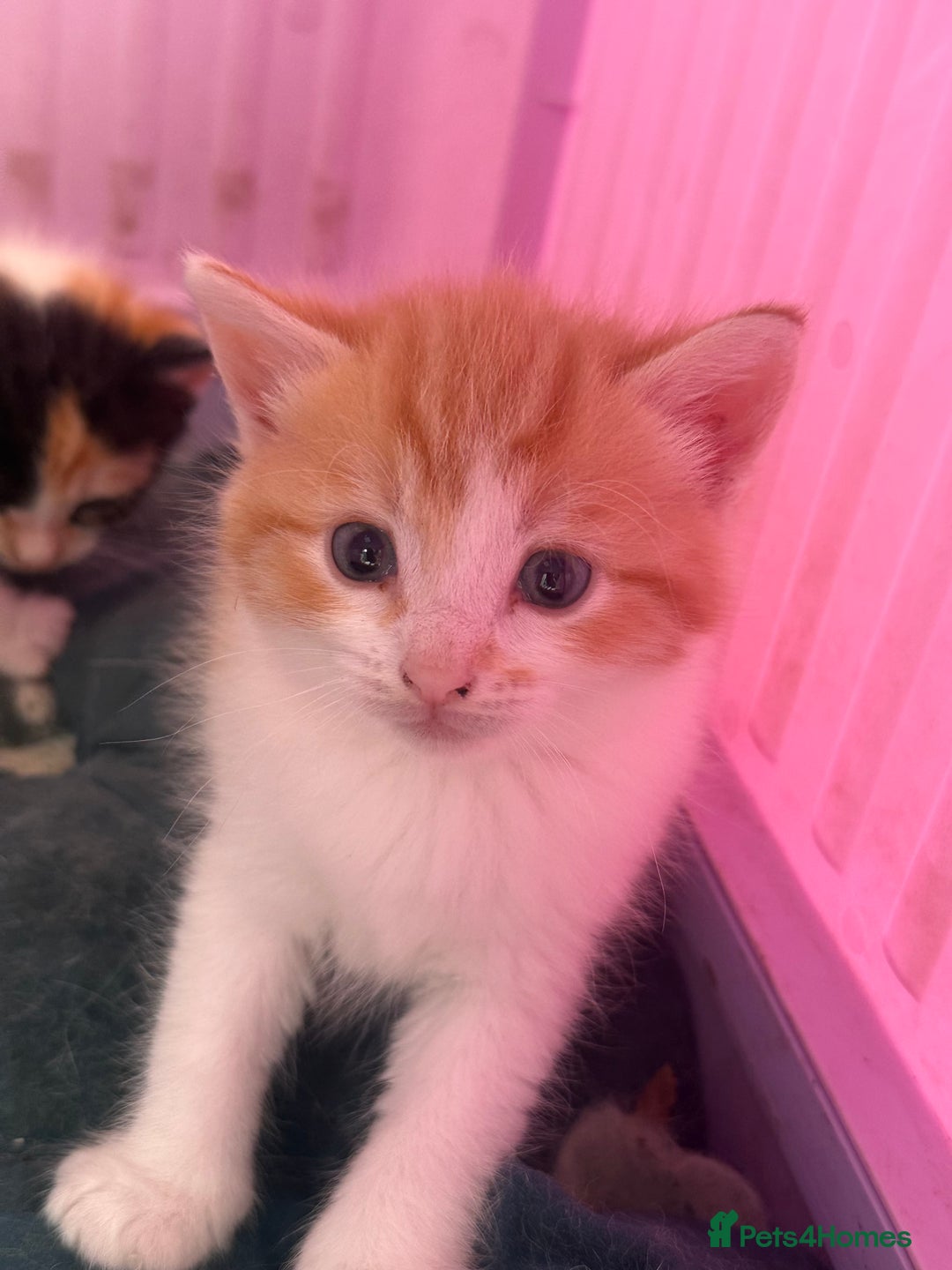 Khao Manee cats for sale: 6 kittens. 2 male and 4 female  - Image 6