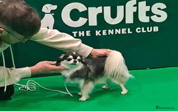 Chihuahua dogs for stud: Husky Marked Thai import Chihuahua Stud - Image 5