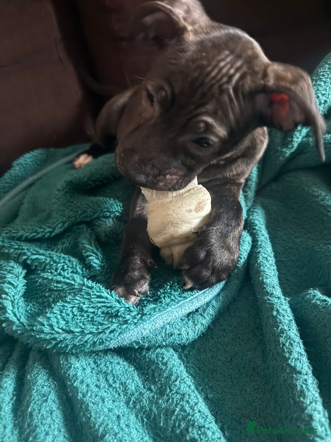 Staffordshire Bull Terrier dogs for sale: Rima J - Advert 3