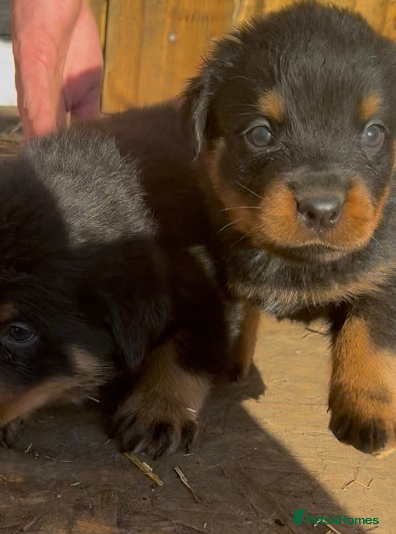 Rottweiler dogs Rottweiler pups ready to reserve.  - Advert 10