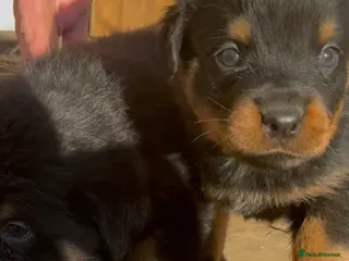 Rottweiler dogs Rottweiler pups ready to reserve. - Advert 10