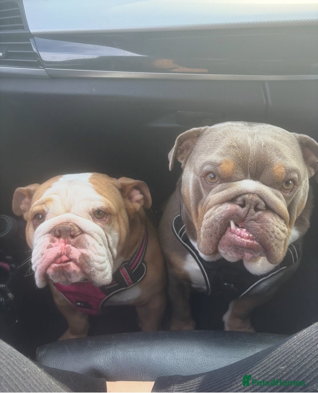 English Bulldog dogs for sale: English bulldog puppies  - Advert 19