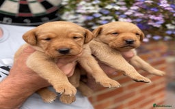 Labrador Retriever dogs for sale: Health Tested Working Labradors  - Image 9