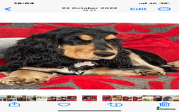 Cocker Spaniel dogs for sale: Lovely Luna is looking for a new home  - Advert 3