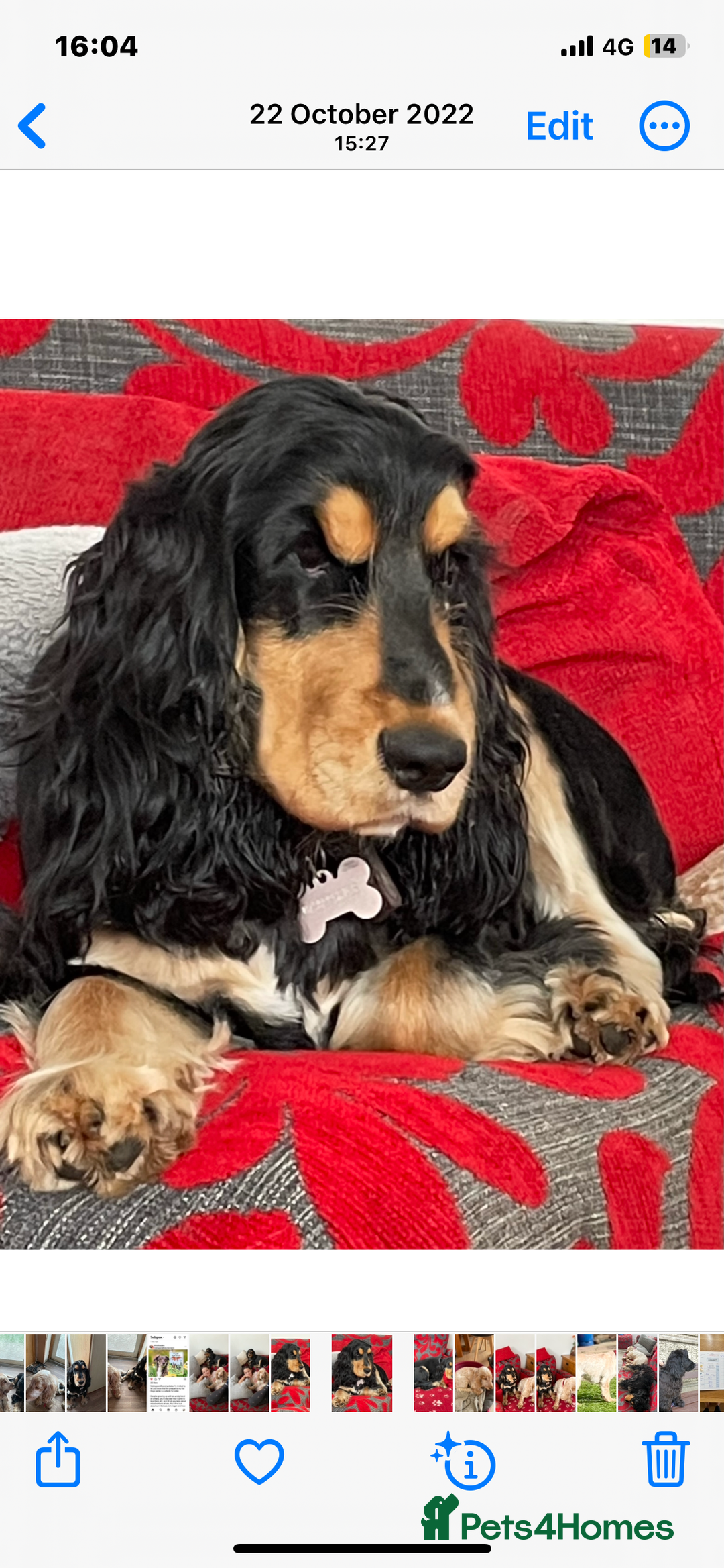 Cocker Spaniel dogs for sale: Lovely Luna is looking for a new home  - Advert 3