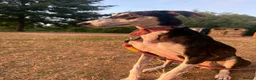 Mixed Breed dogs for sale: 2 year old saluki (Narla)  in Cambridge - Advert 3