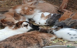 English rabbits for sale: Rabbits for sale , various sexes and ages  - Image 2