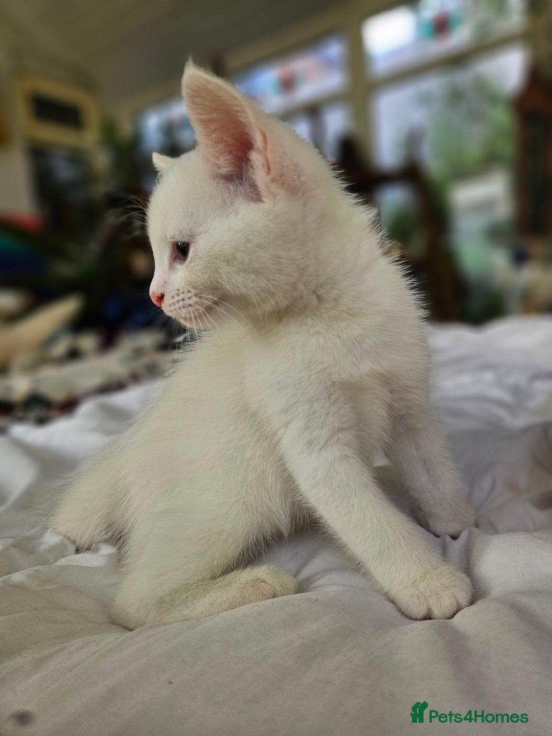 Mixed Breed cats for sale: Beautiful friendly kittens for sale - Image 2
