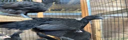 Chickens poultry for sale: Ayem cemani  - Advert 3