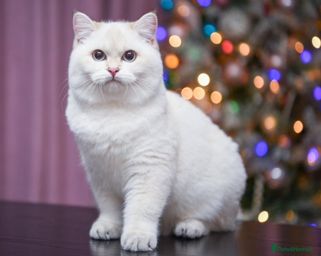 British Shorthair cats for sale: Golden British shorthair Pedigree Neutered  - Advert 23