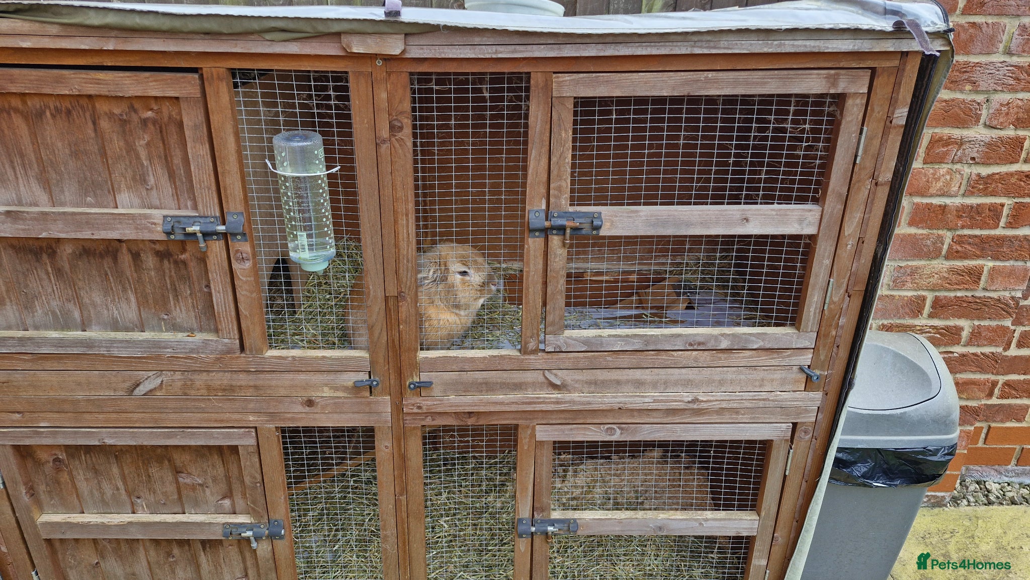 Dwarf Lop rabbits for sale: Male rabbit looking for loving home in Haywards Heath - Advert 3