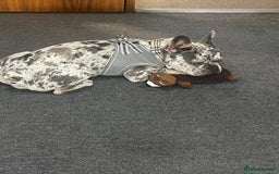 French Bulldog dogs for stud: Rolo Boy ready for the ladies 😍 - Image 9