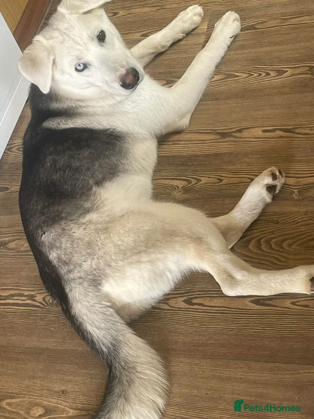 Mixed Breed dogs for sale: Meet Kyle - Advert 2