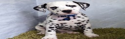 Dalmatian dogs for sale: Show Line LUA KC Dalmatian Puppies - Licensed - Advert 19