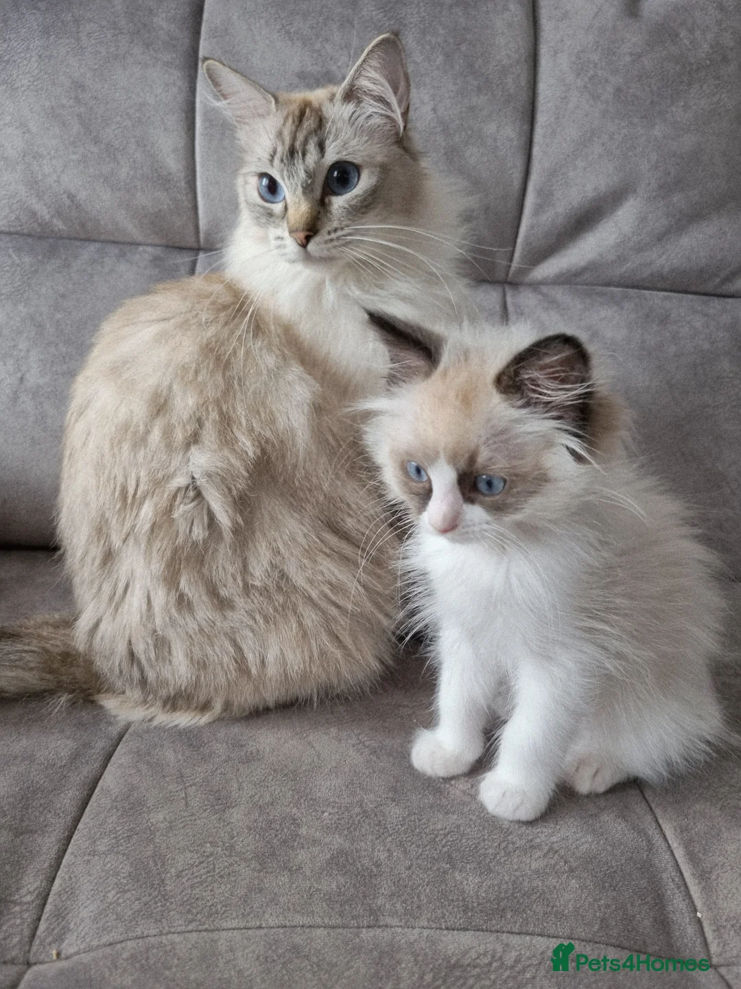 Ragdoll cats for sale: Seal Bi-Color Ragdoll boy DNA tested  - Advert 2