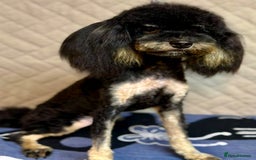 Miniature Poodle dogs for adoption: Lola: The Tiny Poodle Who Survived the Darkness - Image 1