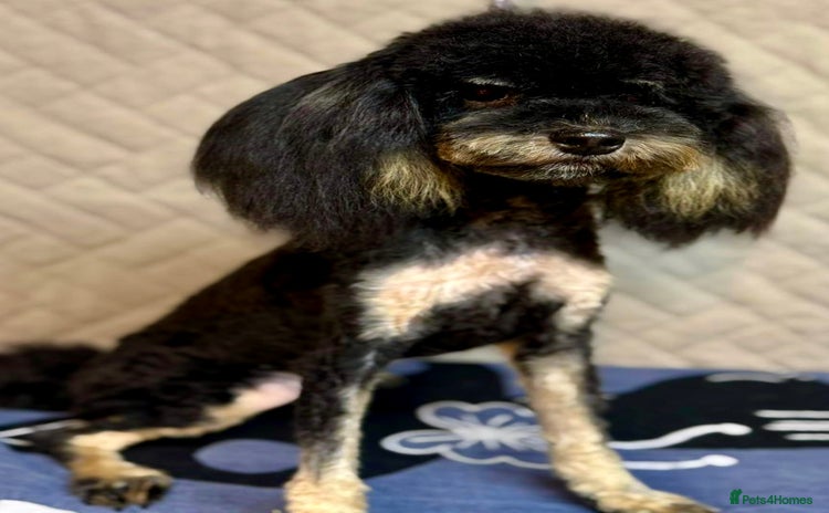 Miniature Poodle dogs - Advert 1