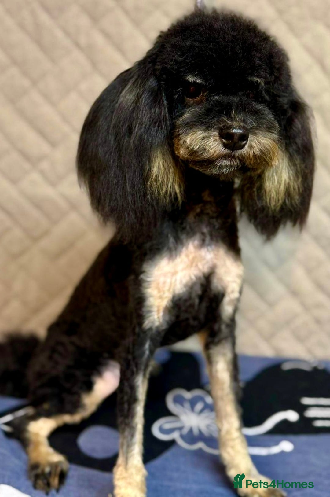 Miniature Poodle dogs for adoption: Lola: The Tiny Poodle Who Survived the Darkness - Image 1