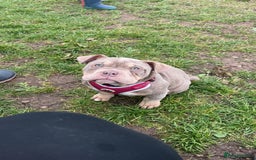 Mixed Breed dogs for sale: 3 dogs for sale! - Image 16