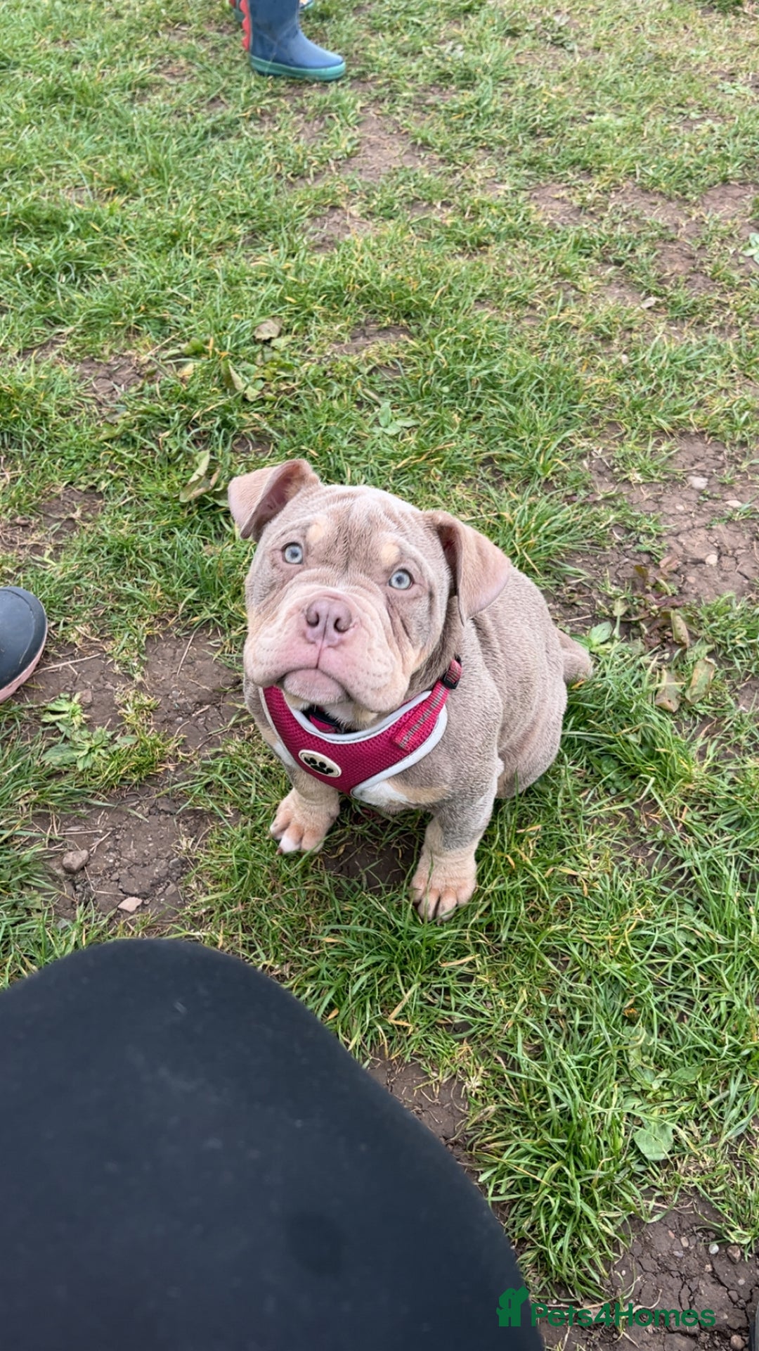 Mixed Breed dogs for sale: 3 dogs for sale! - Image 16