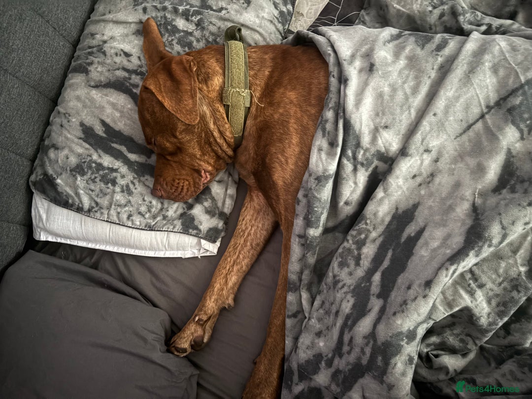 Mixed Breed dogs for sale: Asoka - Free to GOOD home.  - Advert 4