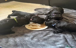 Cocker Spaniel dogs for sale: Cocker Spaniels For Sale - Image 9