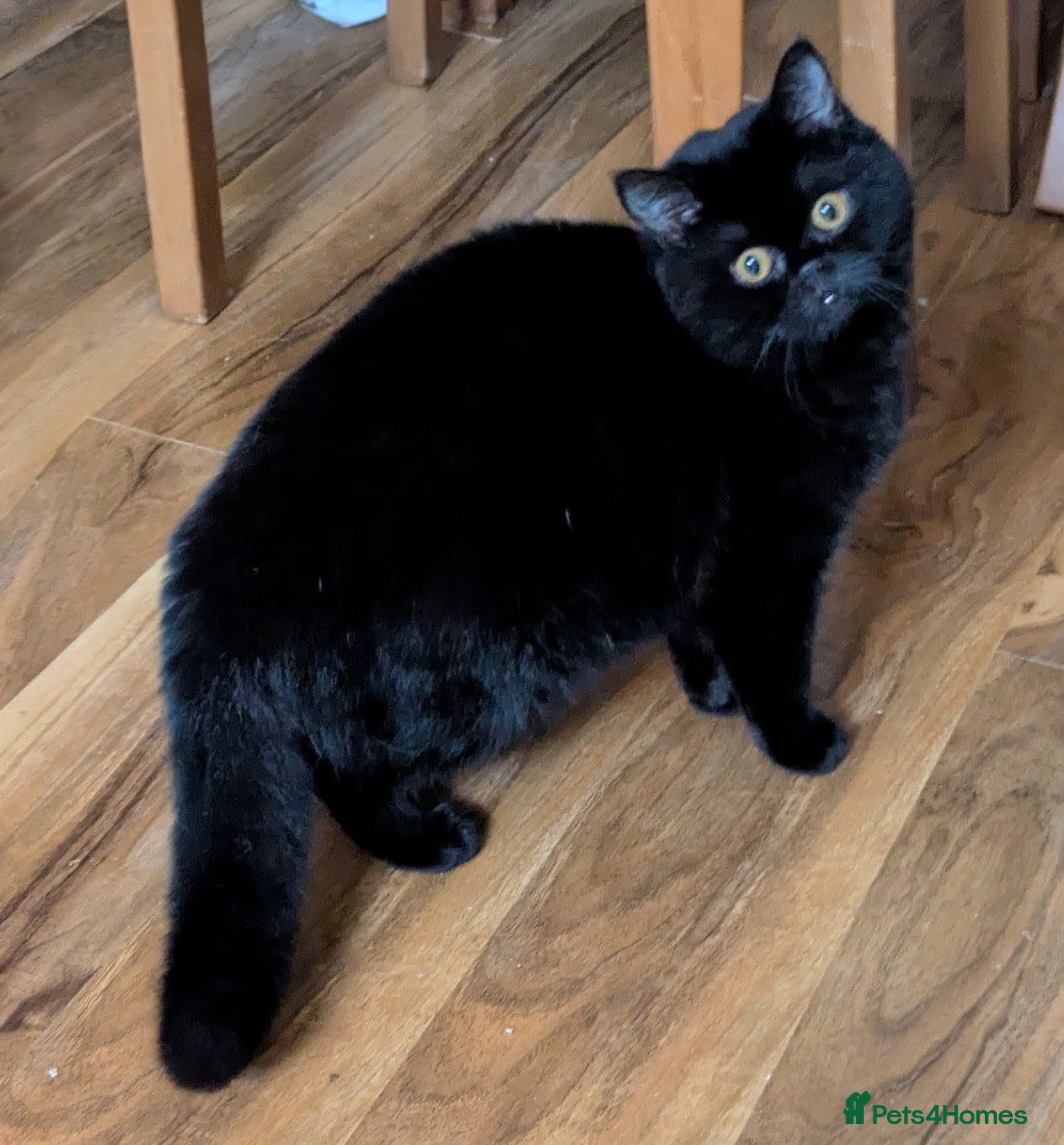 British Shorthair cats Gorgeous Gccf reg, British shorthair female  - Advert 5