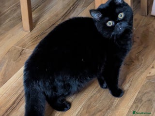 British Shorthair cats Gorgeous Gccf reg, British shorthair female - Advert 5