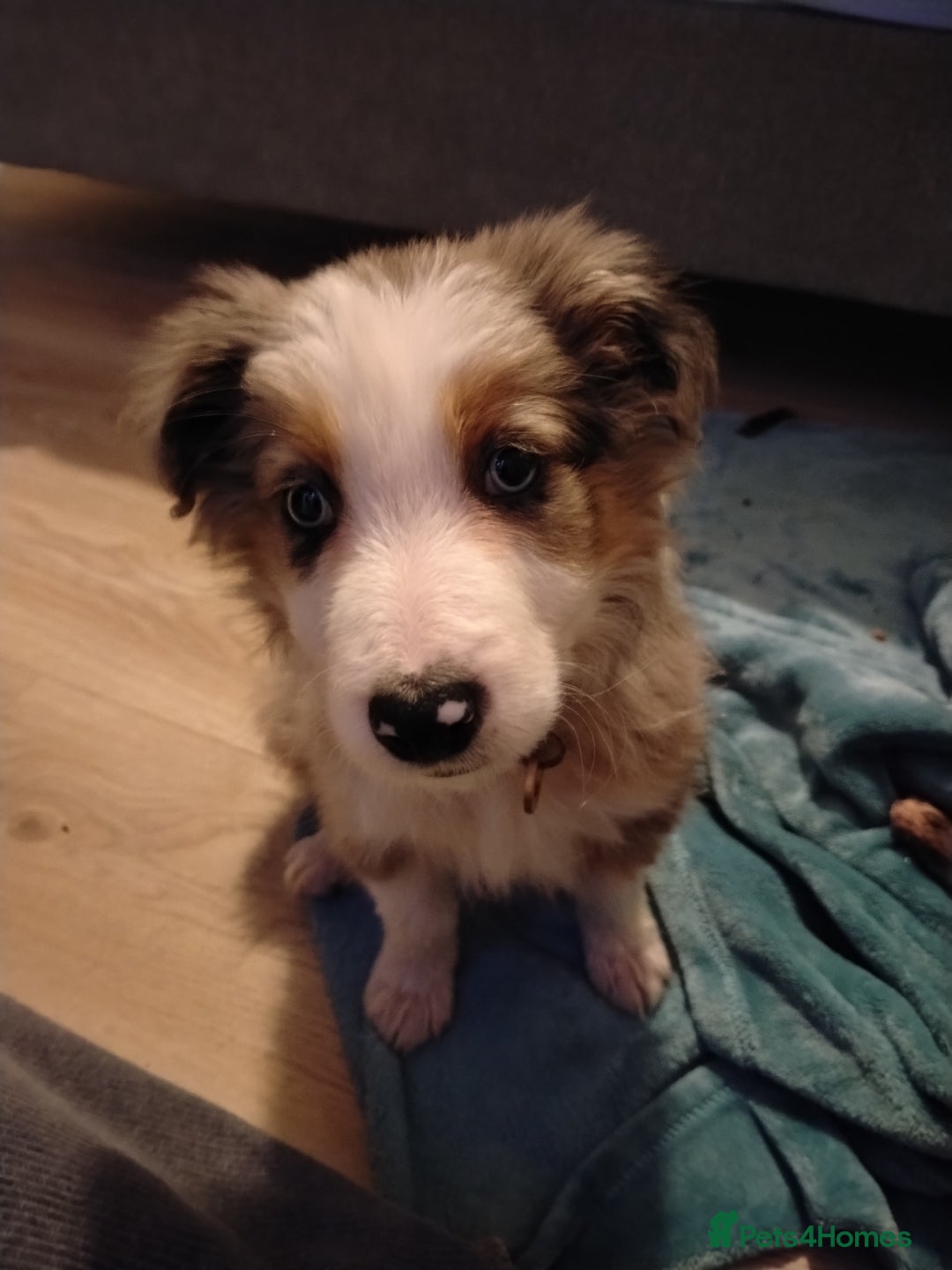 Border Collie dogs for sale: Border collie boy  - Advert 4